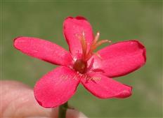  Female Flower